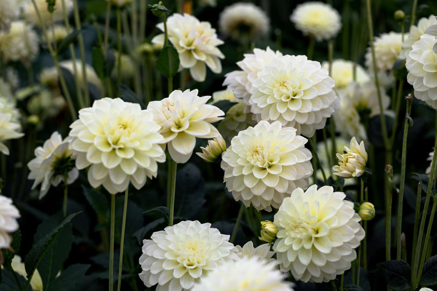 Daalia 'Caramel Antique'